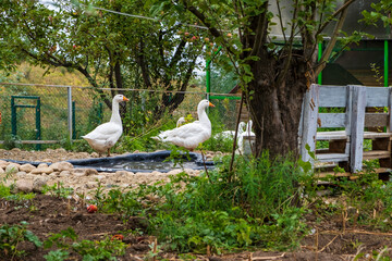 geeses in the farm