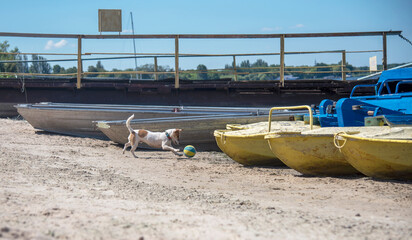 Dog on the beach in summer