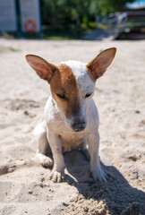 Dog on the beach in summer