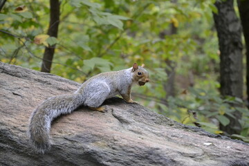squirrel in the park