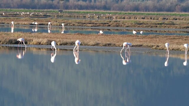 Italy Tuscany Grosseto Castiglione della pescaia, maremma, along the river Bruna Diaccia Botrona, flamingos in the lagoon feed at sunset