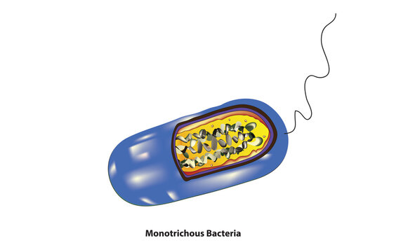 Monotrichous Bacteria - single flagellum bacteria 