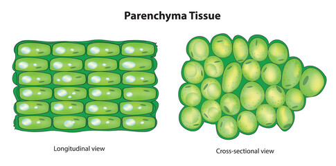 Botanical structure of Parenchyma Tissue
