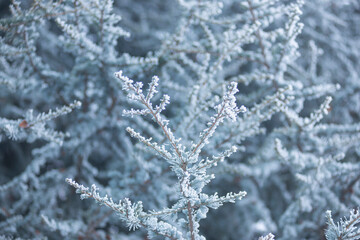 small needles of a coniferous tree in the snow close-up, winter forest, branches with pine needles in frozen hoarfrost, wildlife in winter background photo.