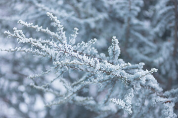 small needles of a coniferous tree in the snow close-up, winter forest, branches with pine needles in frozen hoarfrost, wildlife in winter background photo.