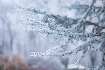 small needles of a coniferous tree in the snow close-up, winter forest, branches with pine needles in frozen hoarfrost, wildlife in winter background photo.
