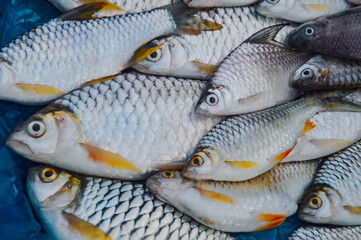 Fresh Silver barb or Barbonymus gonionotus (pa pak kom) sold in the morning market of Luang Prabang, Laos