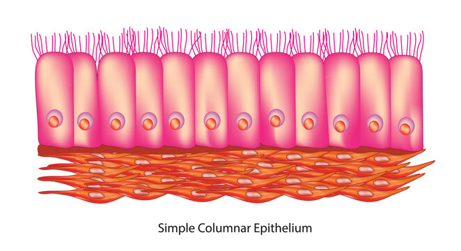 simple columnar epithelium tissue structure 