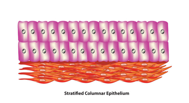 Stratified Columnar Epithelium, epithelial tissue rare type of  tissue composed column-shaped cells arranged in multiple layers.