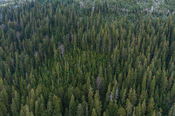 Spruce and evergreen forests of the Carpathians in the morning sun, picturesque landscapes from a bird's eye view.