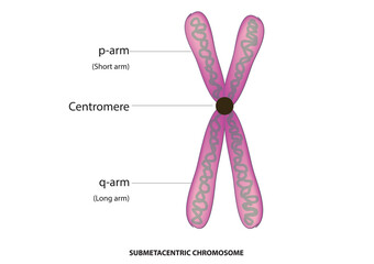submetacentric chromosome anatomy 