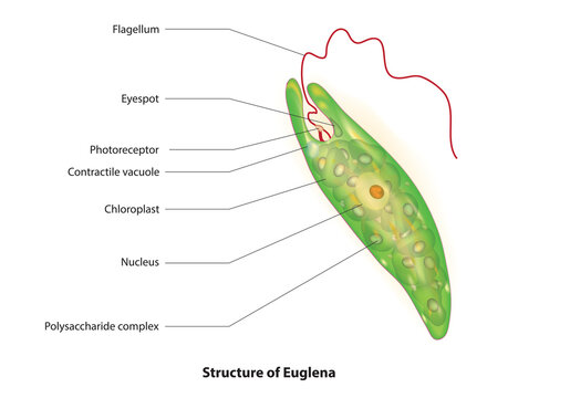 Structure of Euglena (anatomy of Euglenas)