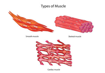 Muscle types in human body (smooth muscle, skeletal muscles, cardiac muscle)