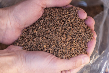 Close-up of a handful of crushed olive pits in the hands of a man. Concept of organic crushed olive seeds used as biofuel. Biofuel component. Biomass energy.