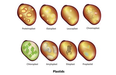 Types of Plastids (Plastid categories in plant cell), membrane-bound organelle found in the cells of plants, algae, and some other eukaryotic organisms, intracellular endosymbiotic Cyanobacteria