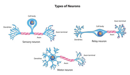 Types of Neurons (sensory neurons, motor neurons, interneurons) - obrazy, fototapety, plakaty
