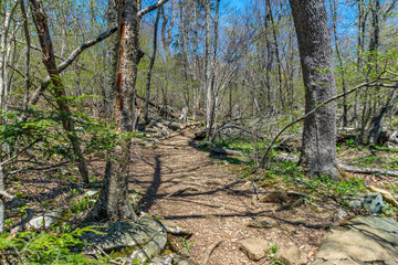 Trail through tall trees in a lush forest, Shenandoah National Park, Virginia.