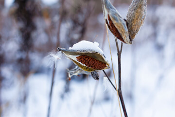 Asclepias syriaca seed pods on vanguard background