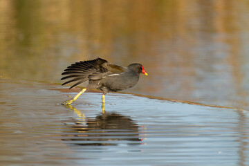 Moorhen, Gallinula chloropus