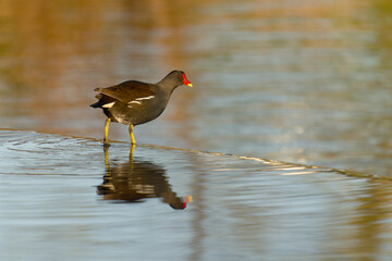 Moorhen, Gallinula chloropus