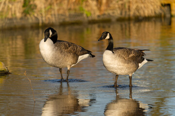 Canada goose, Branta canadensis