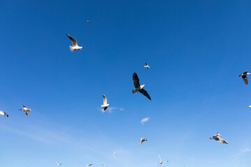 Grupo de aves marinas (gaviotas) volando sobre un cielo azúl. Gaviota reidora​ (Chroicocephalus ridibundus) Gaviota sombría (Larus fuscus) gaviota patiamarilla​ (Larus michahellis)
