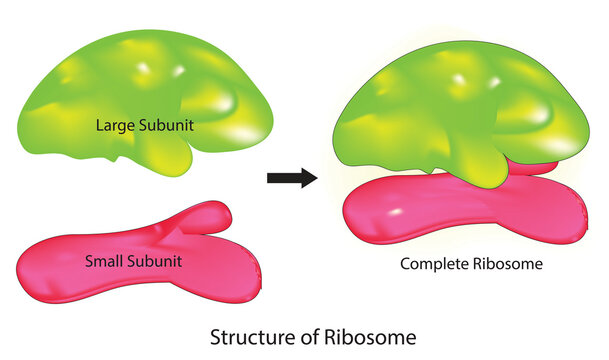 Ribosome structure hires stock photography and images  Alamy