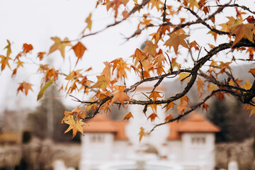 a branch with autumn leaves