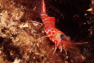 Prawn walking among the algae on a rock at night underwater.