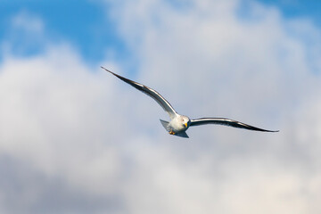 Gaviota sombría (Larus fuscus) volando sobre un cielo azúl. Tarragona, España, Mar Mediterráneo.
