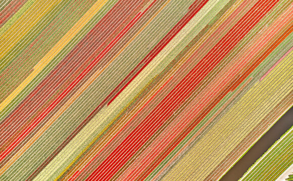Flower fields in the Netherlands seen from above