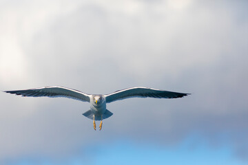 Gaviota sombría (Larus fuscus) volando sobre un cielo azúl. Tarragona, España, Mar Mediterráneo.