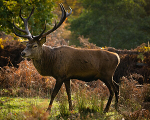 Red deer , stag portrait . 