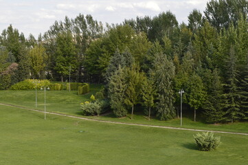 trees in the park