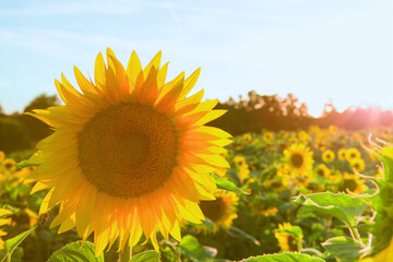 Close-up of sunflower flower, field of sunflowers illuminated by rays of sun. Positive climate. Copyspace