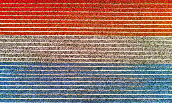 Flower fields in the Netherlands seen from above