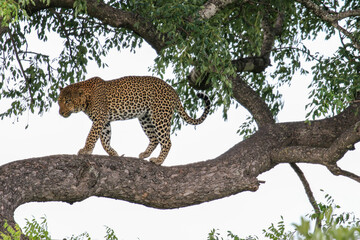 Leopard in a tree, Kruger National Park