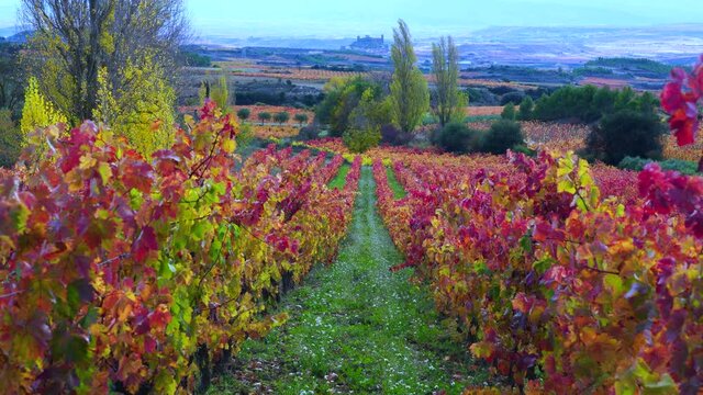 Autumn landscape of vineyards, La Rioja, Spain, Europe