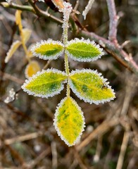 Life in the cold