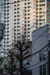 電線と樹木。背景には巨大なビルが見える。東京港区赤坂5丁目の風景