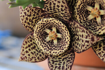 Orbea variegata succulent plant cactus flower