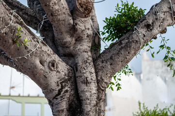 tree detail with christmas lights off