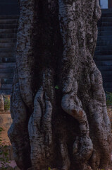 hidden in a tree the fern protects itself