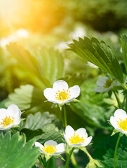White strawberry flowers in the garden. strawberry blossoms
