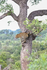 Leopard in a tree, Kruger National Park
