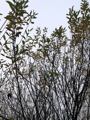 thin branches with leaves