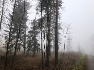Fototapeta na wymiar A forest in the early morning fog