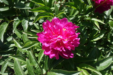 Big magenta colored flower of common peony in June