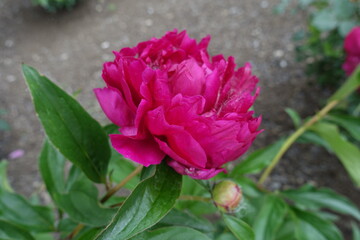 Bud and magenta colored flower of common peony in May