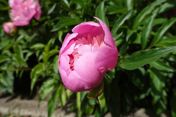 Half open flower bud of pink peony in mid May